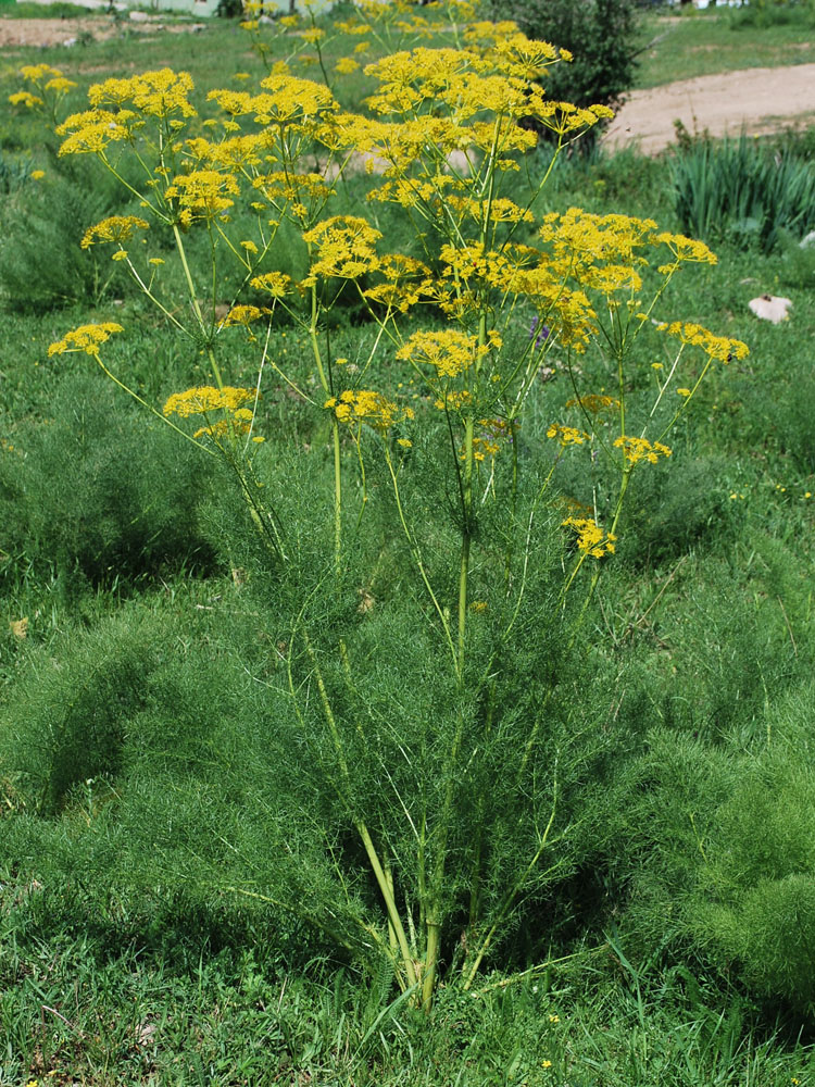 Image of Prangos pabularia specimen.