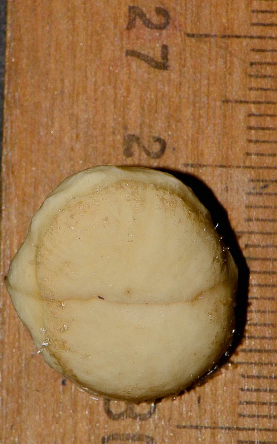 Image of Macadamia tetraphylla specimen.