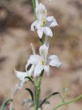 Delphinium camptocarpum