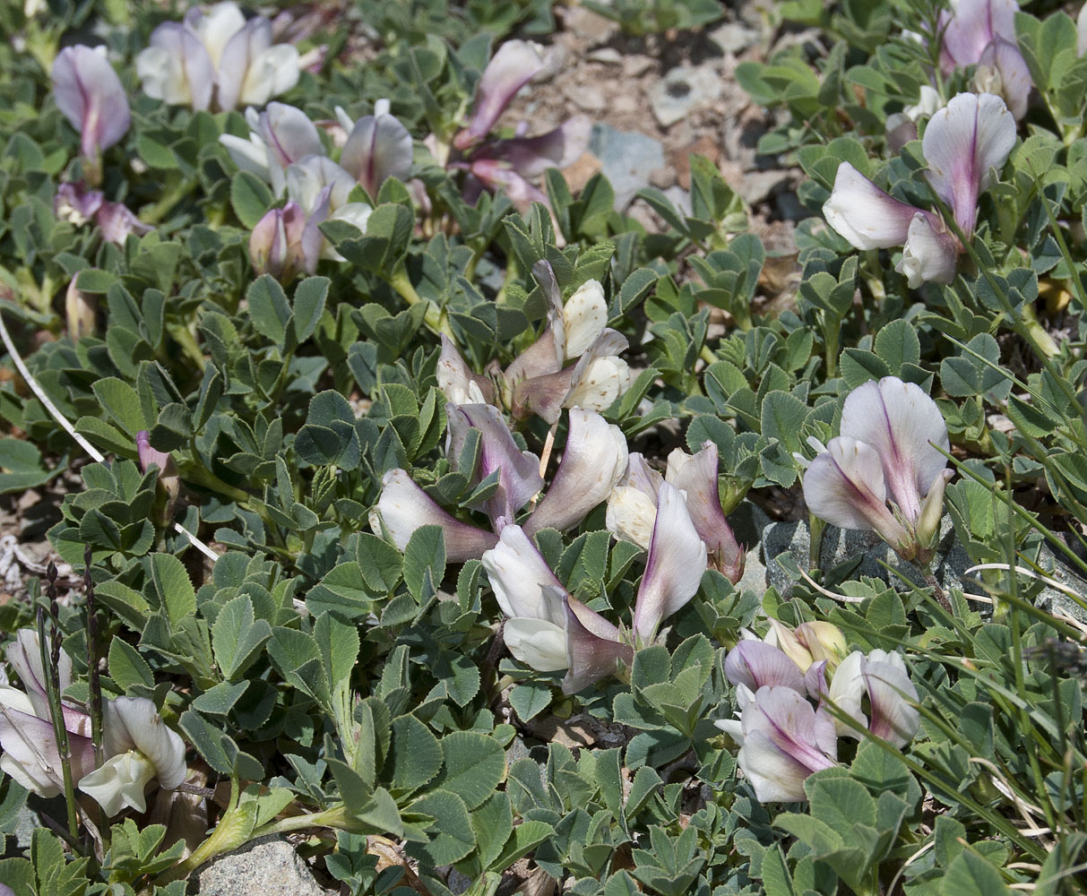 Image of Trifolium eximium specimen.