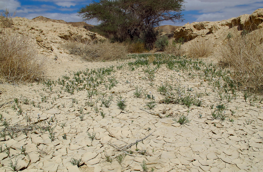 Image of Erucaria microcarpa specimen.