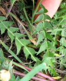 Taraxacum erythrospermum