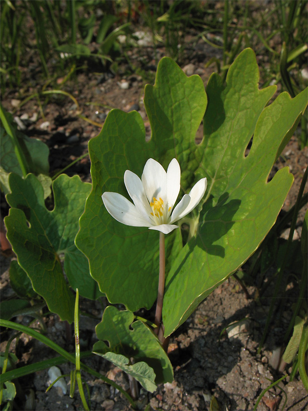 Изображение особи Sanguinaria canadensis.