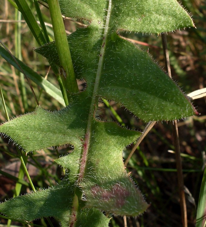 Изображение особи Crepis rhoeadifolia.