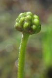 Ranunculus trichophyllus. Плод. Крым, влажная поляна на склоне г. Демерджи. 7 июня 2013 г.