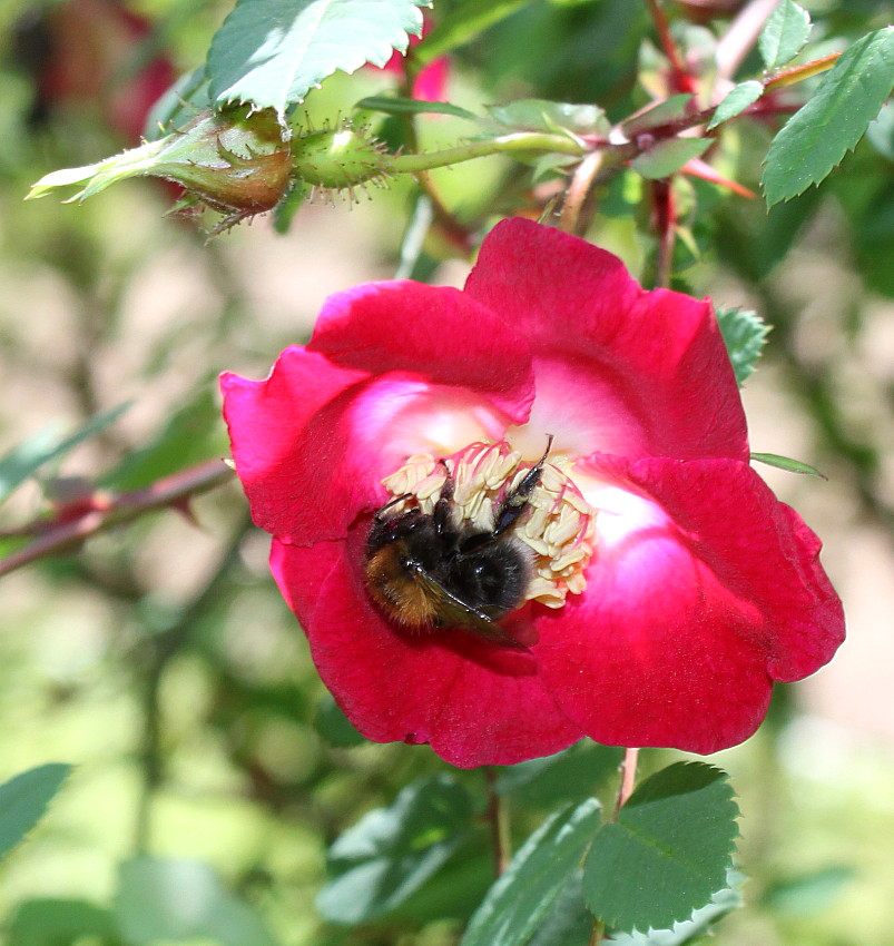 Image of Rosa webbiana specimen.