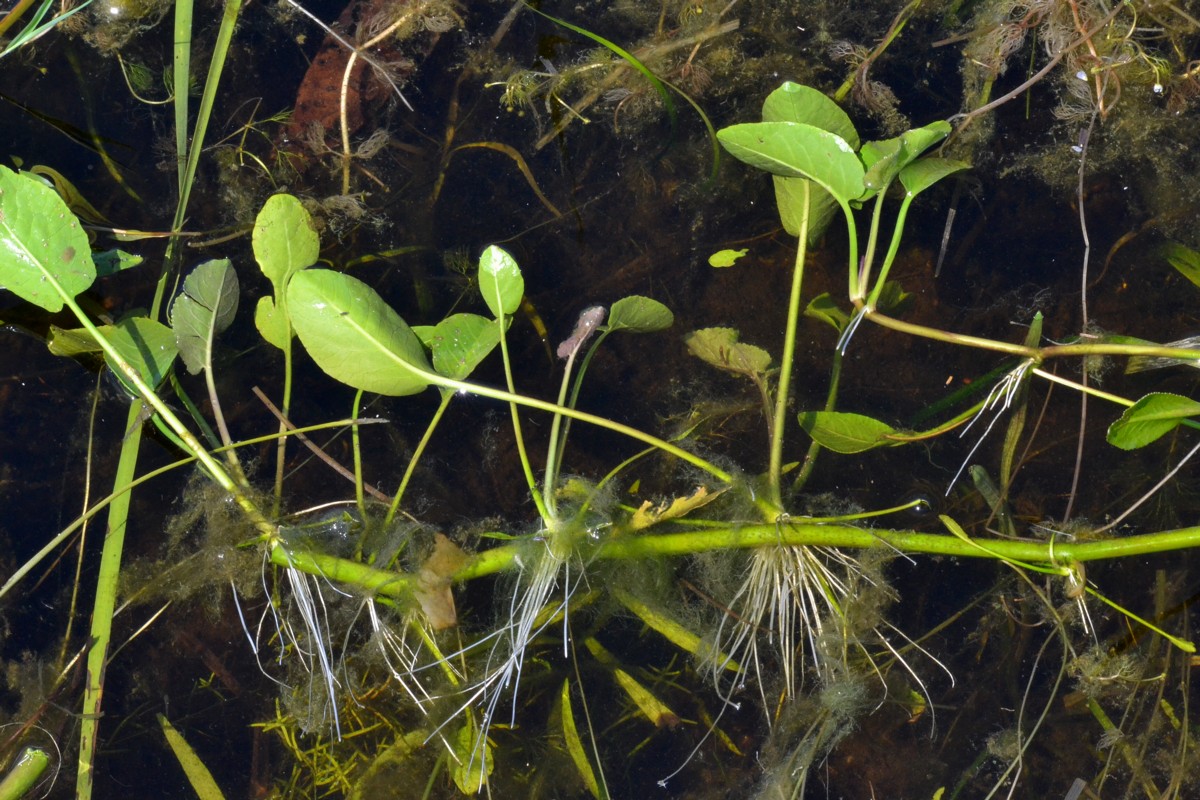 Image of Rorippa amphibia specimen.