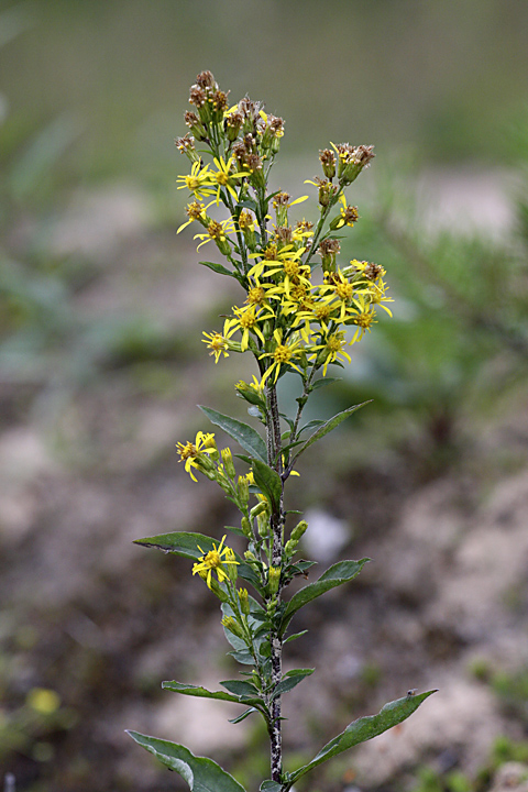 Изображение особи Solidago virgaurea.