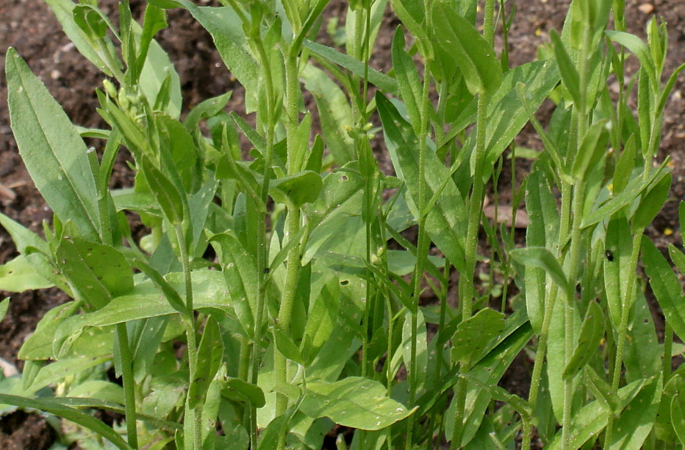 Изображение особи Camelina sativa.