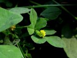 Medicago lupulina