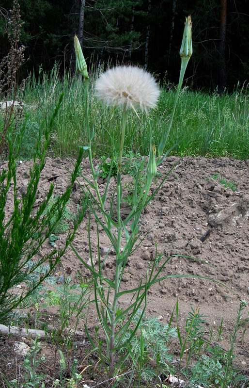 Image of Tragopogon dubius ssp. major specimen.