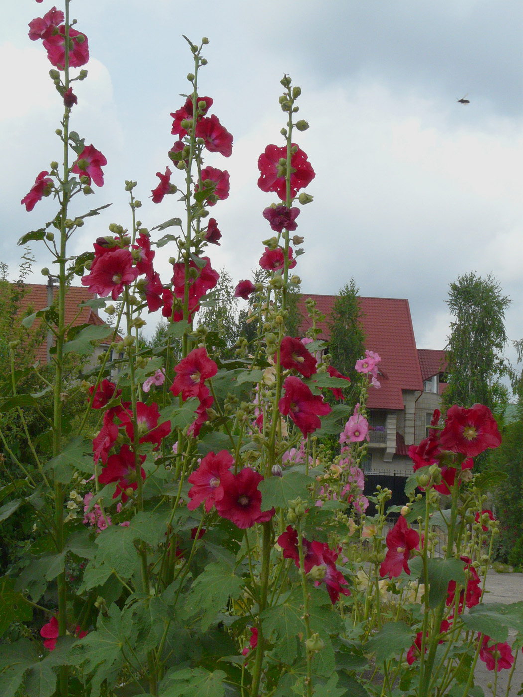 Image of Alcea rosea specimen.