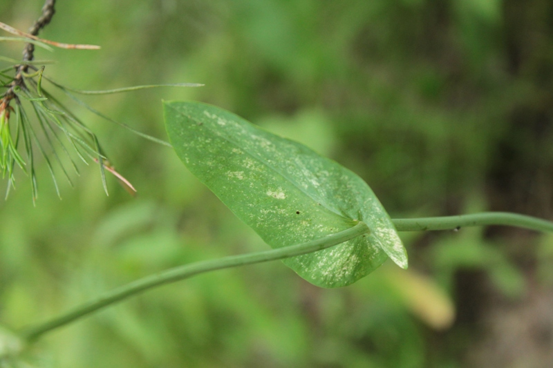 Image of Bupleurum longifolium ssp. aureum specimen.