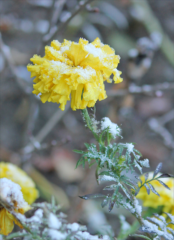 Image of Tagetes erecta specimen.