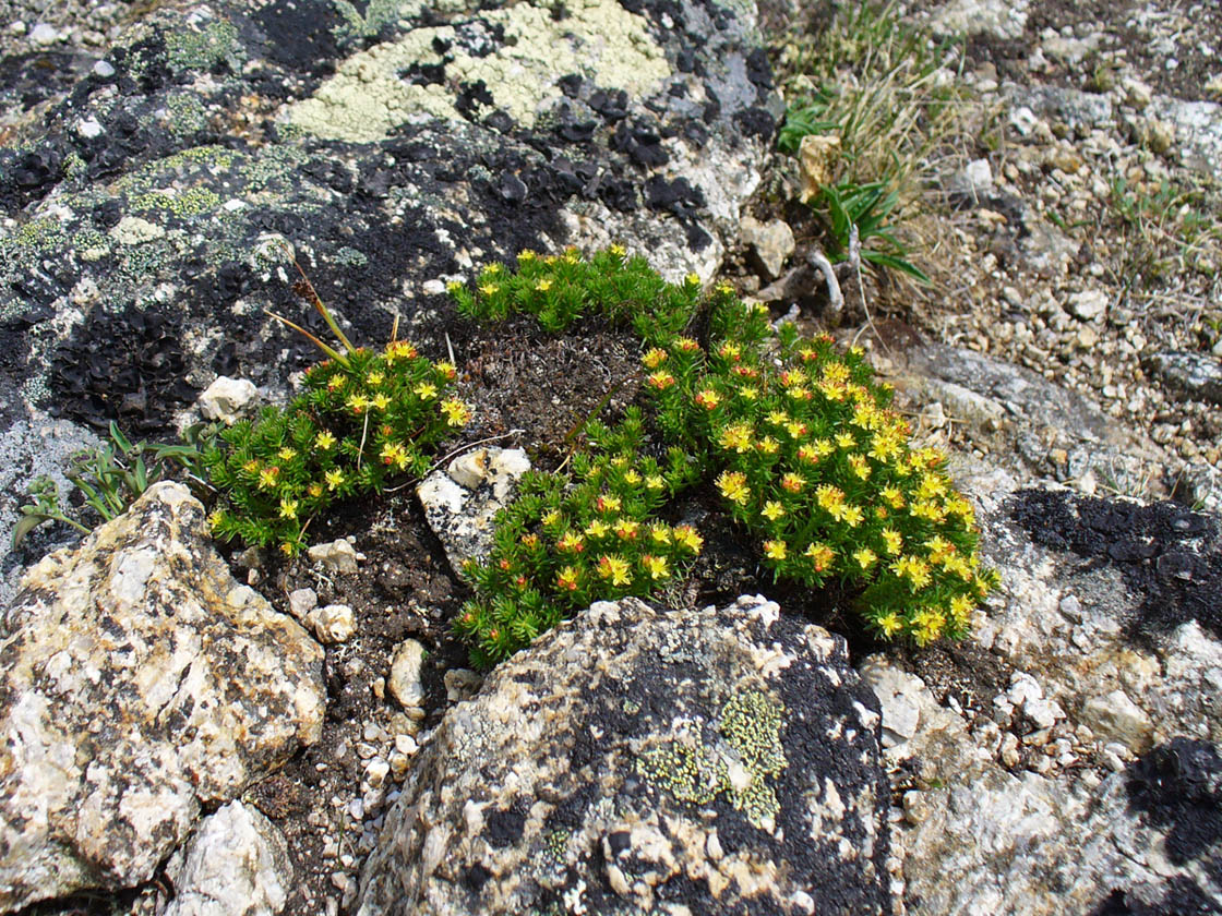 Изображение особи Rhodiola quadrifida.