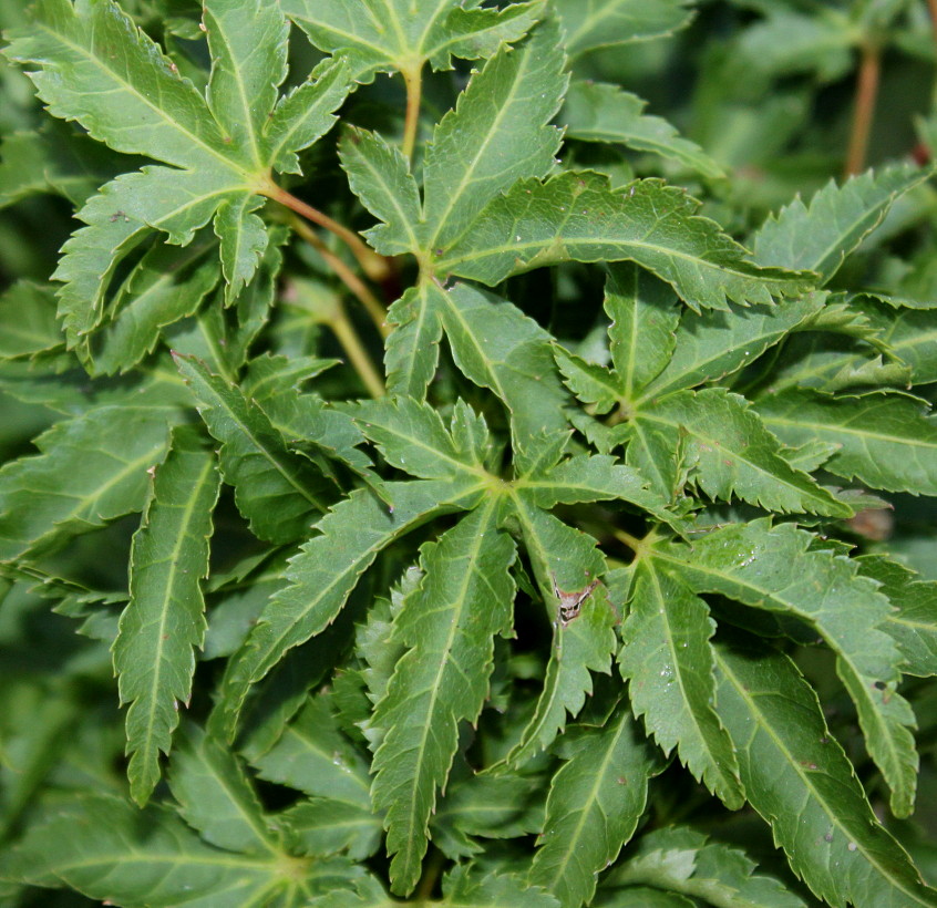 Image of Acer palmatum specimen.