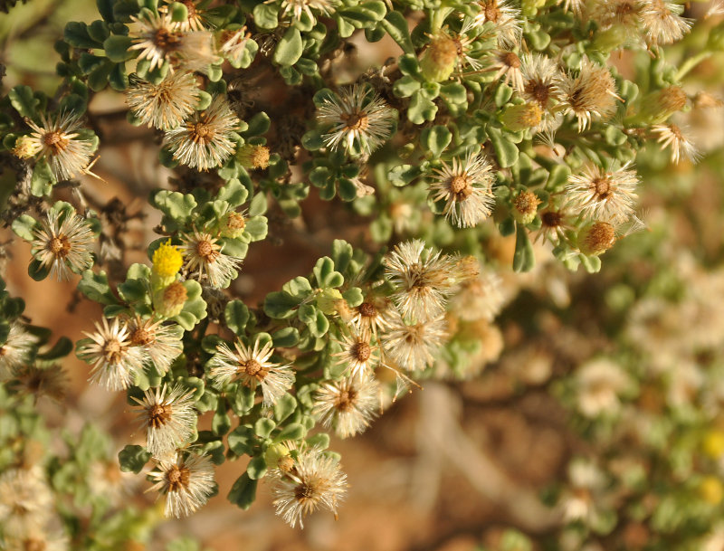 Image of Pulicaria stephanocarpa specimen.