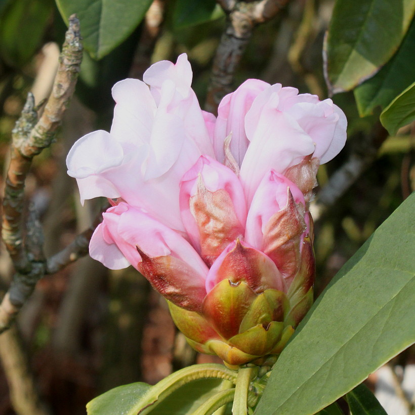 Image of Rhododendron calophytum specimen.