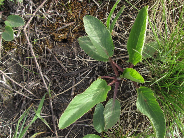 Image of Eryngium planum specimen.