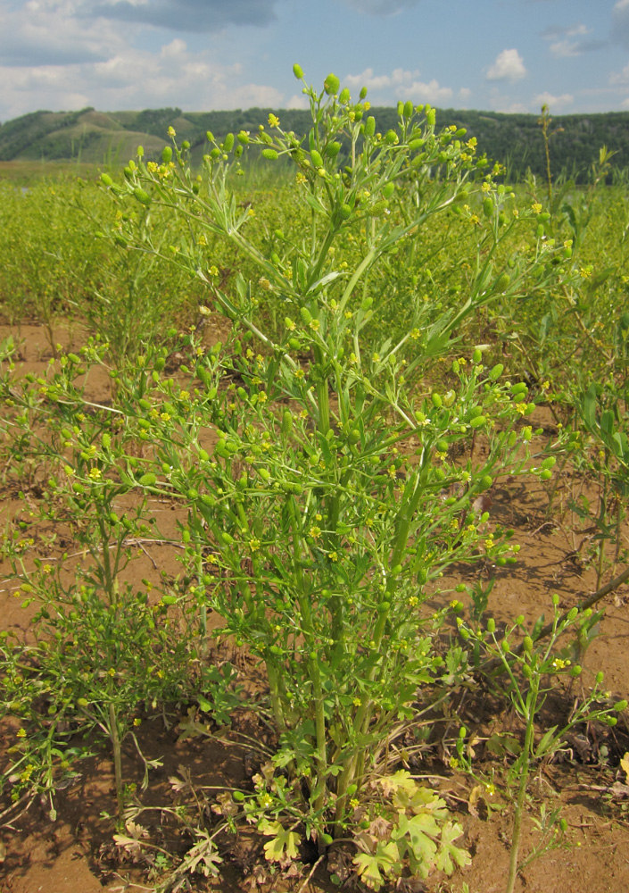 Image of Ranunculus sceleratus specimen.