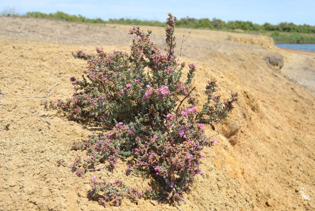 Image of Frankenia hirsuta specimen.