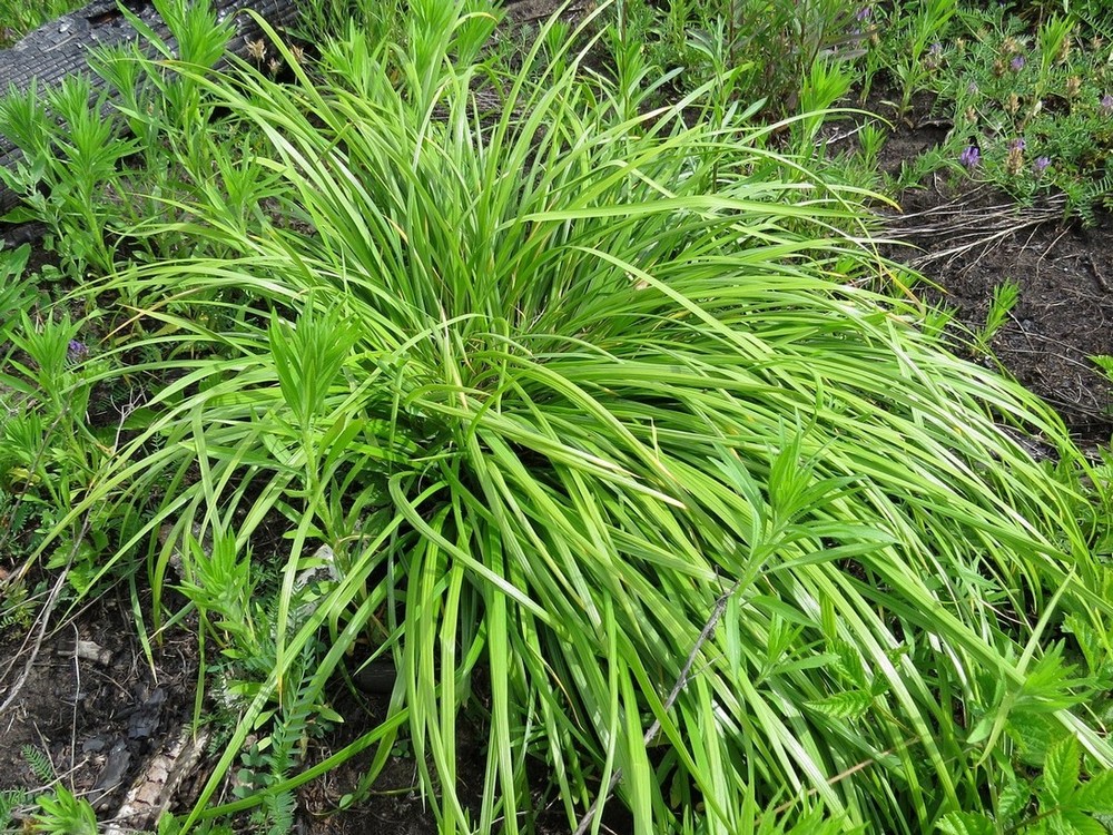 Image of Iris ruthenica specimen.