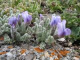 Oxytropis chionobia. Цветущее растение. Казахстан, Заилийский Алатау в окр. Алматы, р-н Космостанции, 3300 м н.у.м. 21 июня 2012 г.