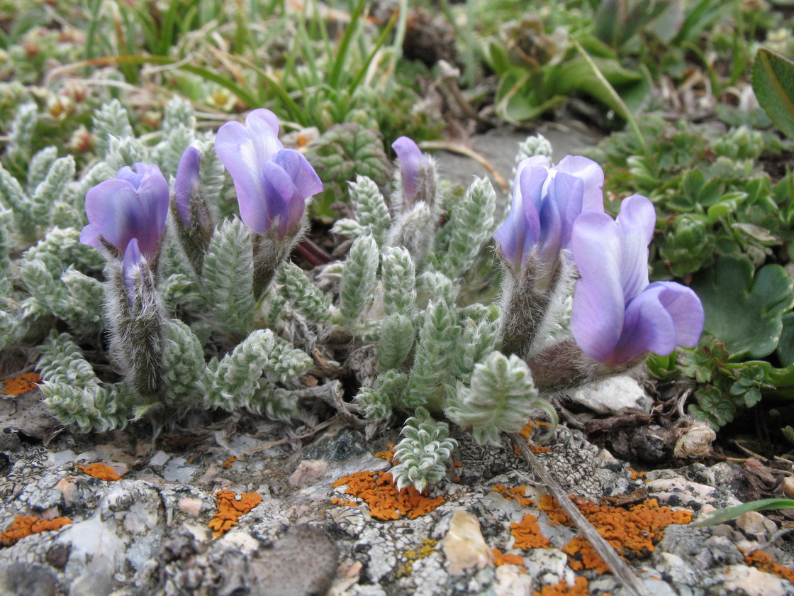 Image of Oxytropis chionobia specimen.