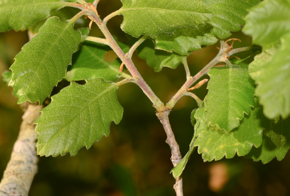 Image of Quercus boissieri specimen.