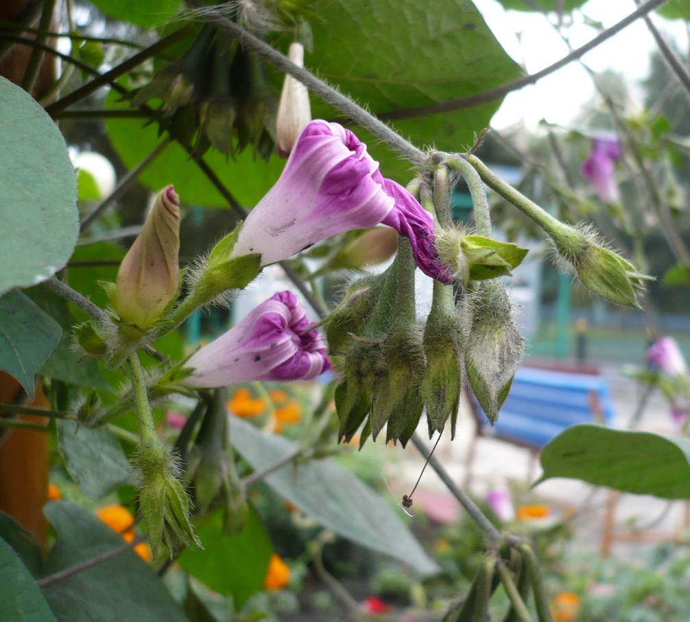 Image of Ipomoea purpurea specimen.