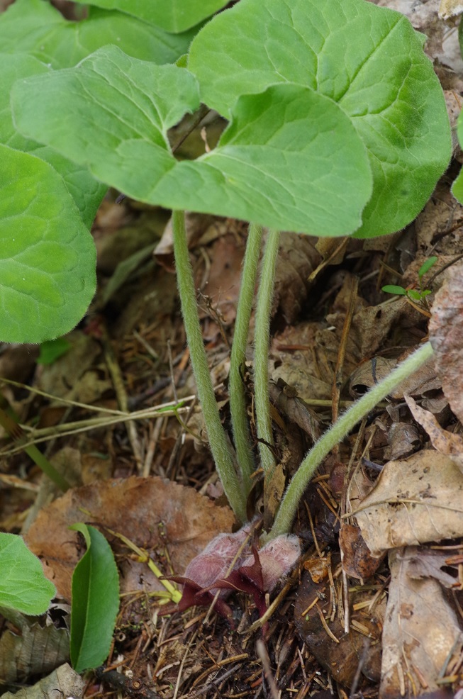 Изображение особи Asarum canadense.