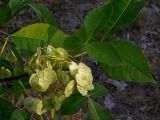 Ptelea trifoliata. Плоды и листья. Диаметр наиболее крупных плодовых дисков - до 3 см, обычно 1,5-2 см. Киев, берег Святошинского озера, 4 сентября 2008 г.