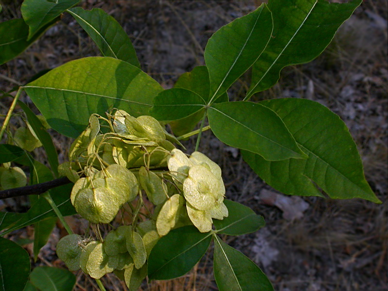 Image of Ptelea trifoliata specimen.