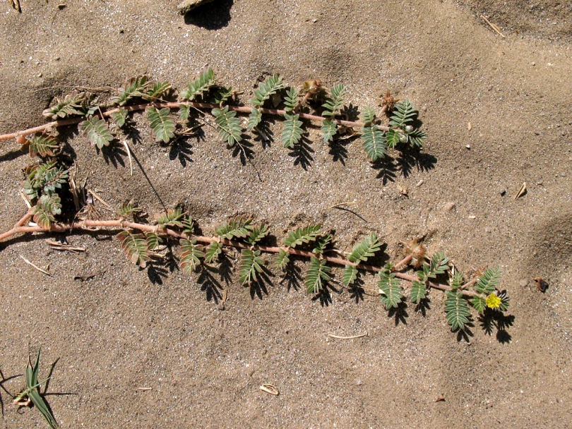 Image of Tribulus terrestris specimen.