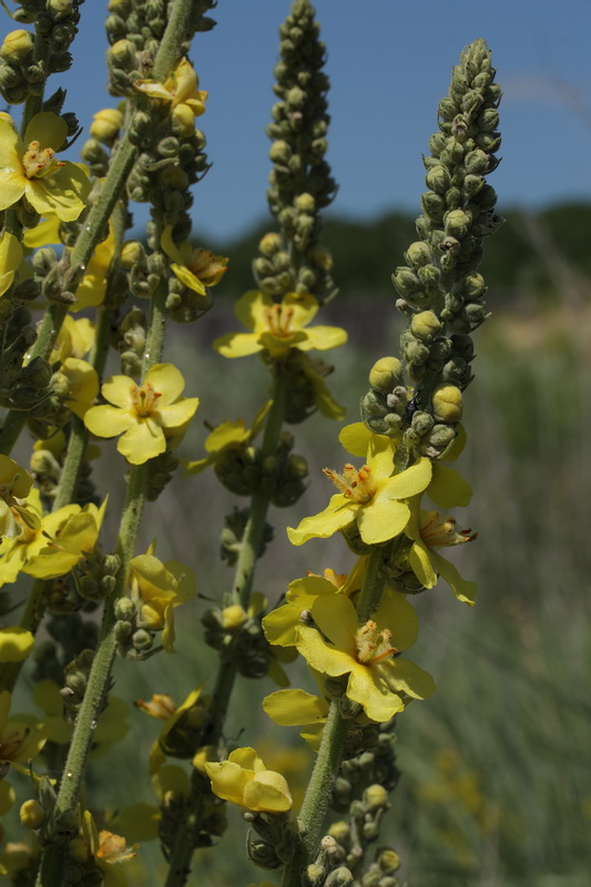 Image of Verbascum lychnitis specimen.