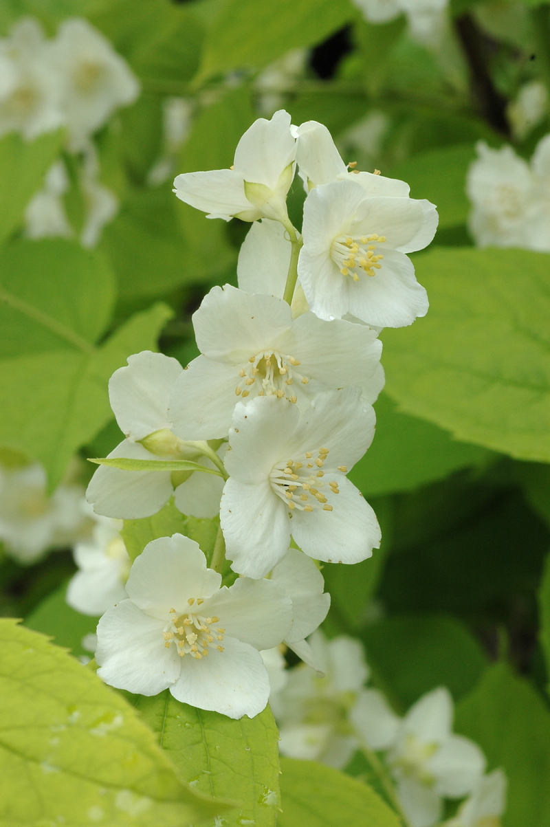 Image of Philadelphus coronarius specimen.