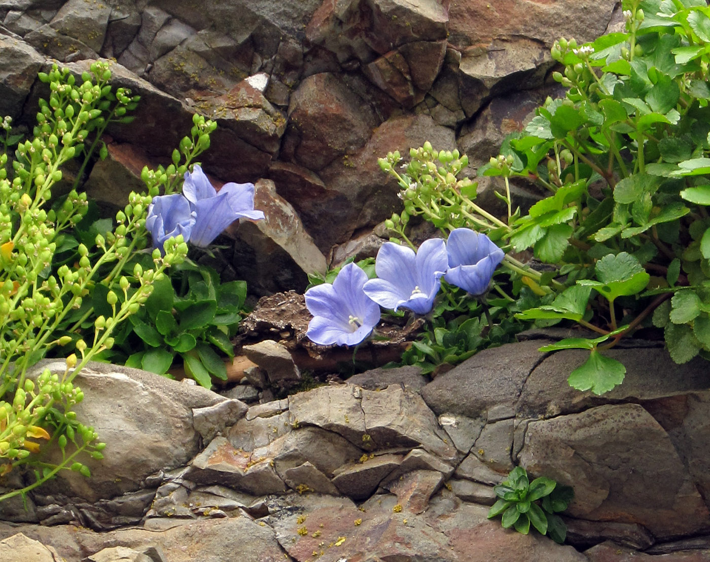 Image of Campanula lasiocarpa ssp. latisepala specimen.