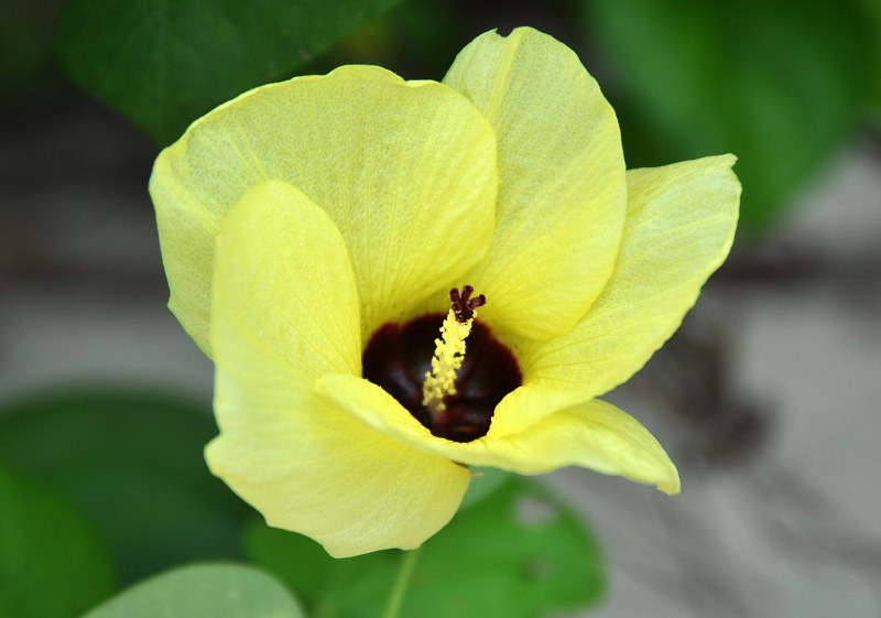 Image of Hibiscus tiliaceus specimen.