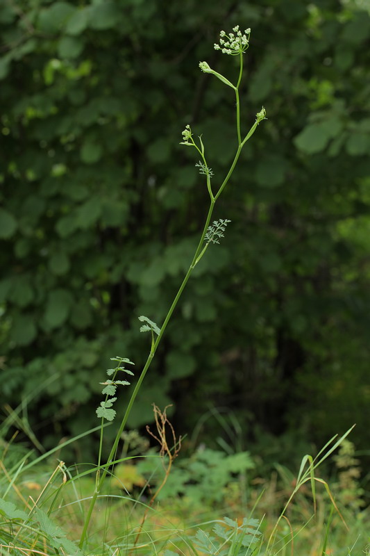 Изображение особи Pimpinella saxifraga.