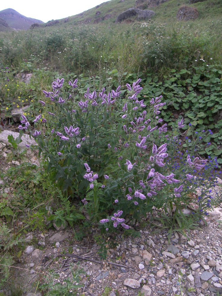 Изображение особи Mentha longifolia.