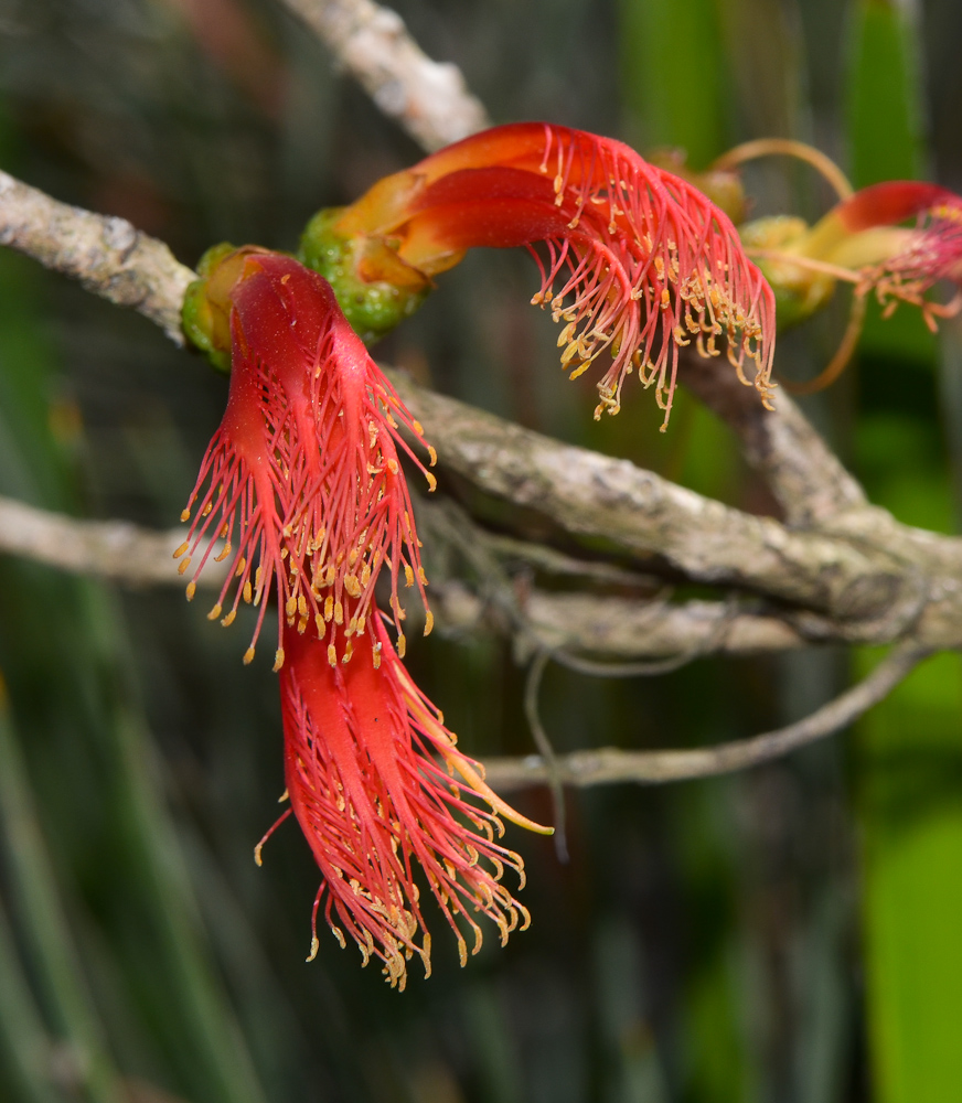 Изображение особи Calothamnus gilesii.