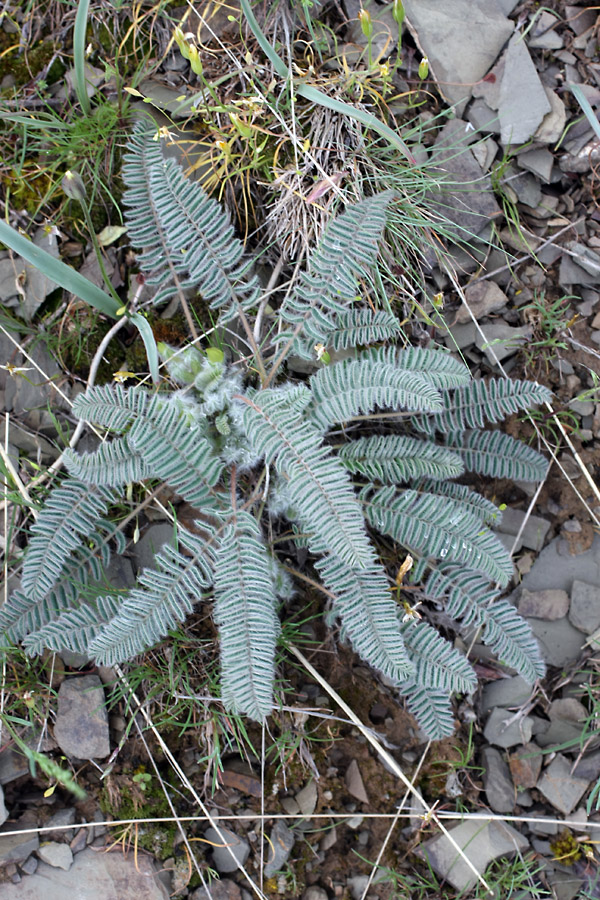 Изображение особи Astragalus syreitschikovii.