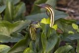 Arisarum vulgare