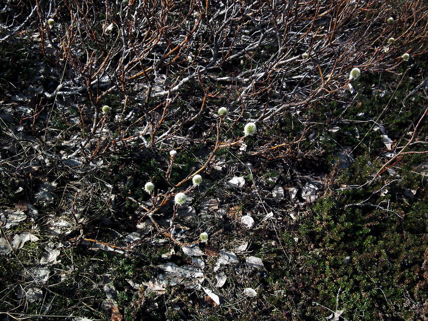 Image of Salix lanata specimen.