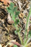 Papaver albiflorum. Нижняя часть растения с прикорневыми листьями Крым, Карадагский заповедник, начало экологической тропы, дубовое редколесье. 26.04.2016.