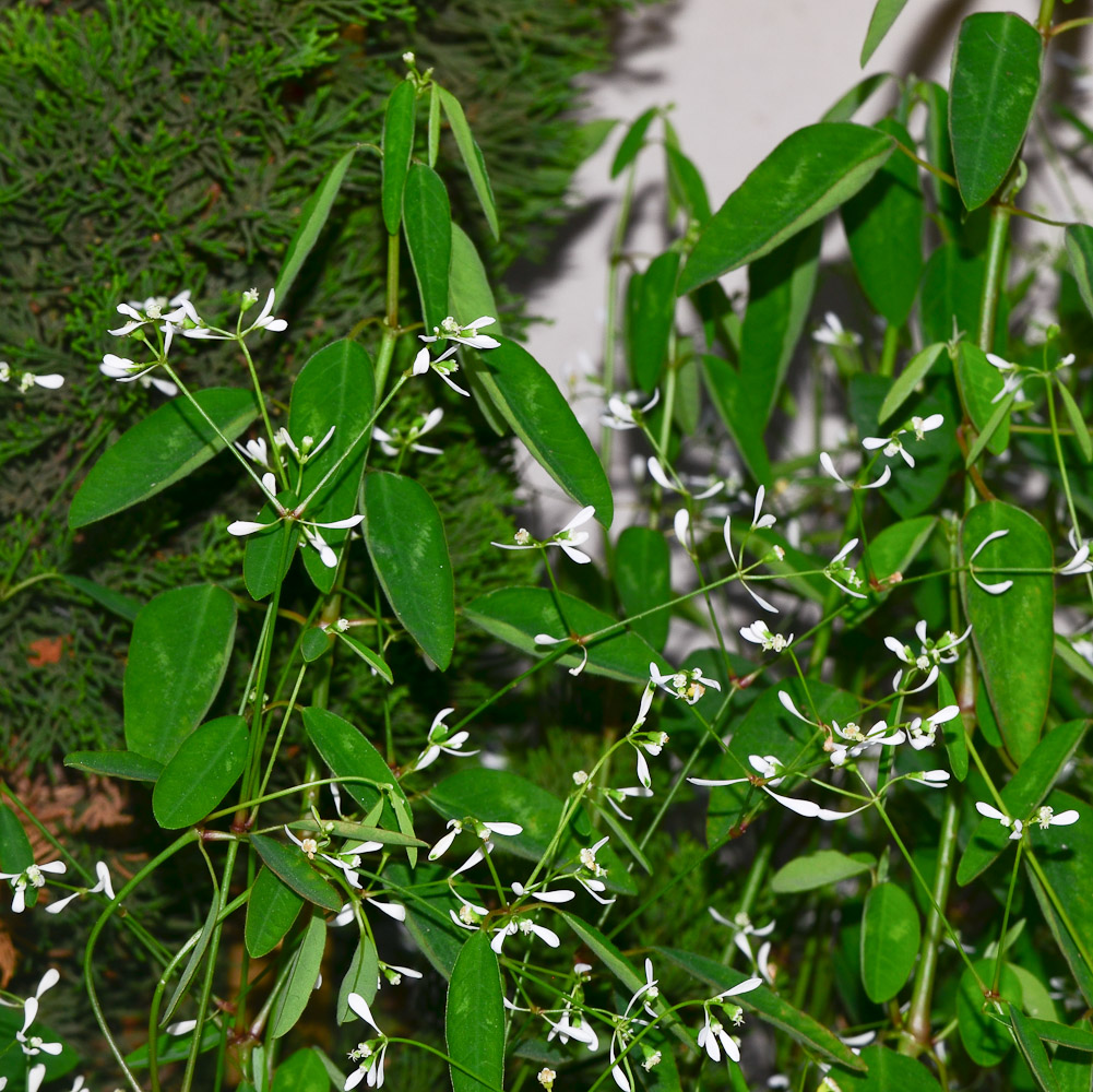 Image of Euphorbia graminea specimen.