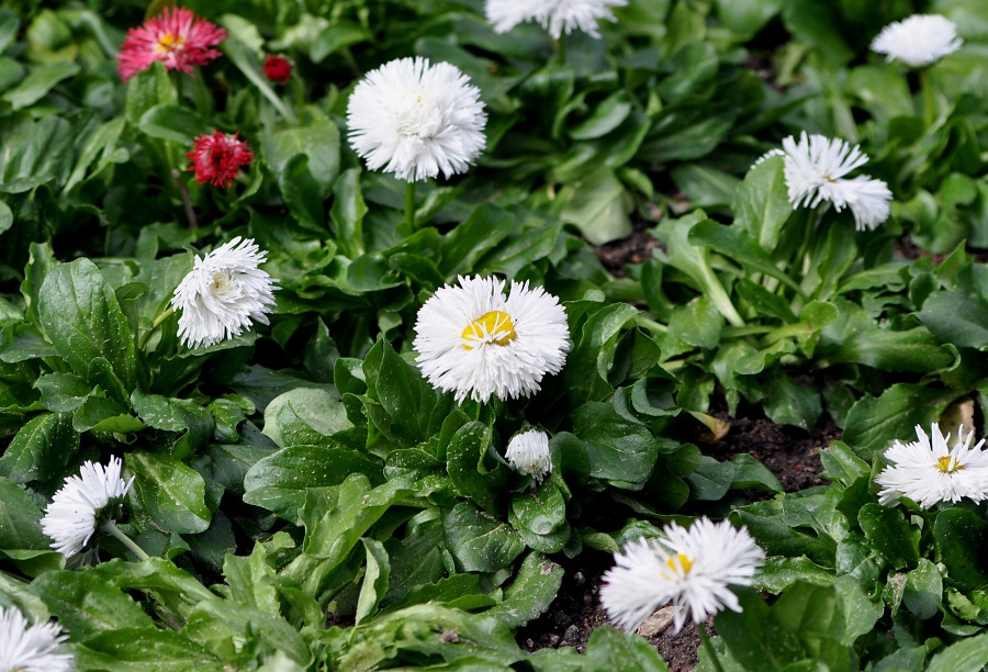 Image of Bellis perennis specimen.