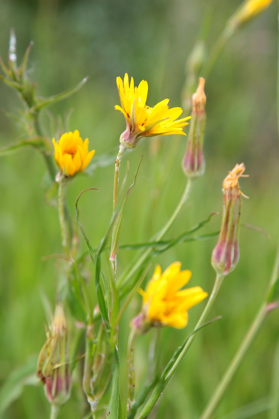 Image of Tragopogon orientalis specimen.