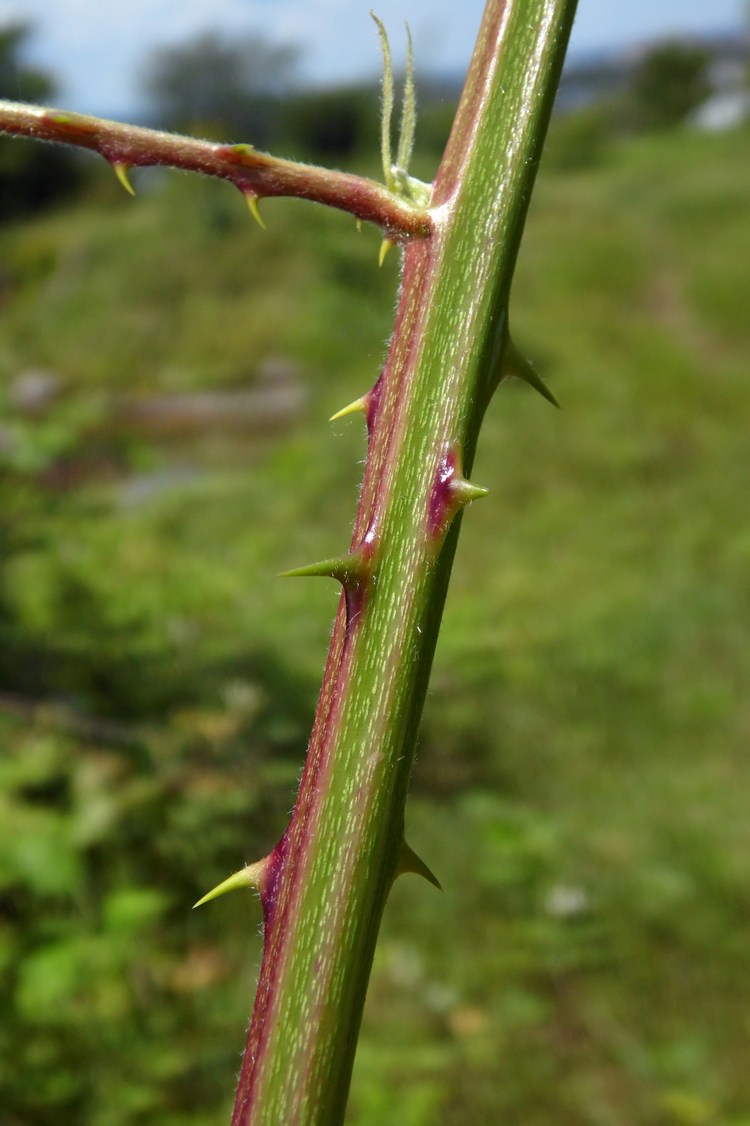 Изображение особи Rubus sanctus.