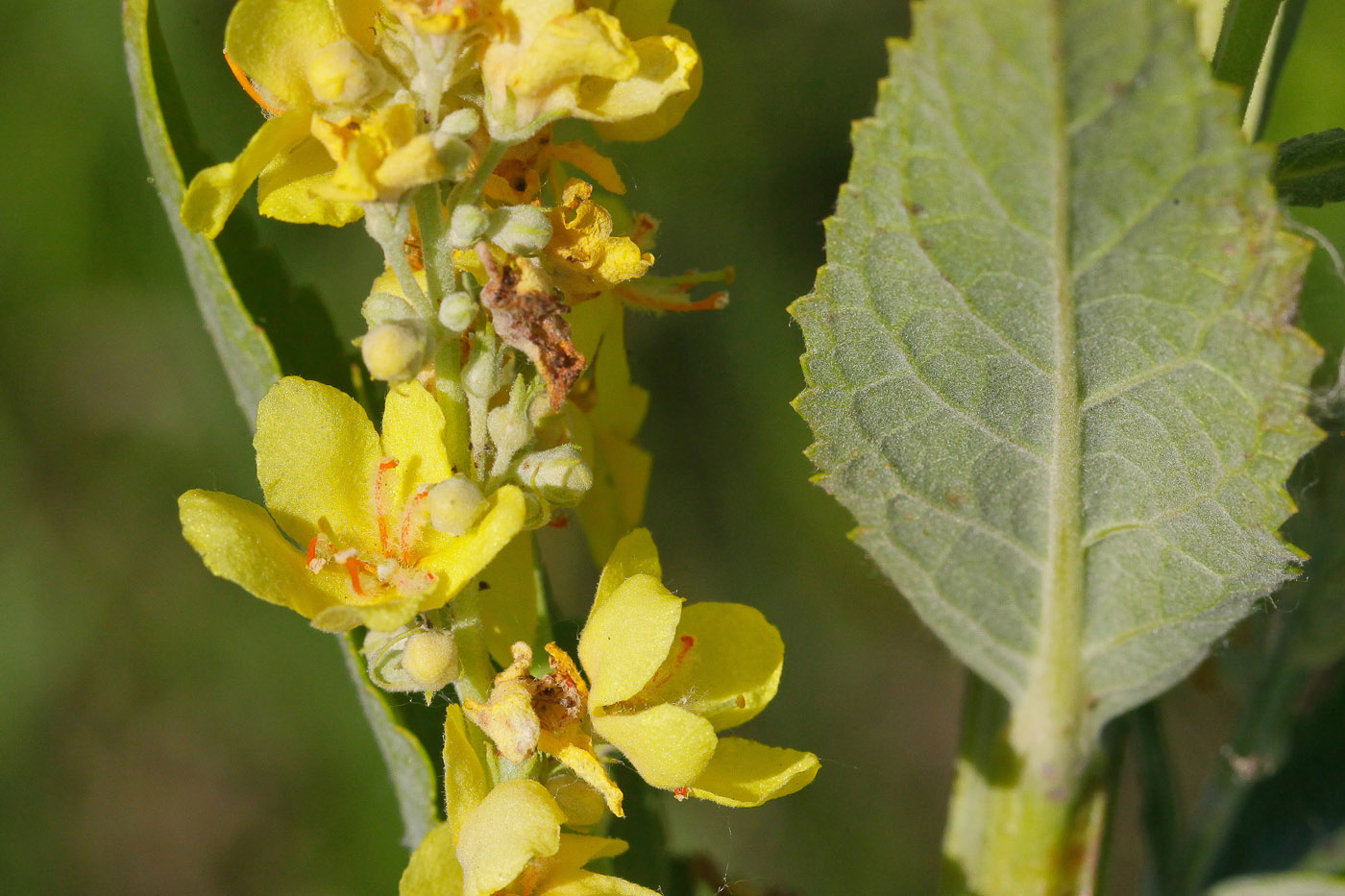 Image of Verbascum lychnitis specimen.